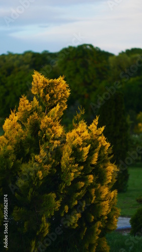 Wonder flowers, bushes, and trees during golden hour photo