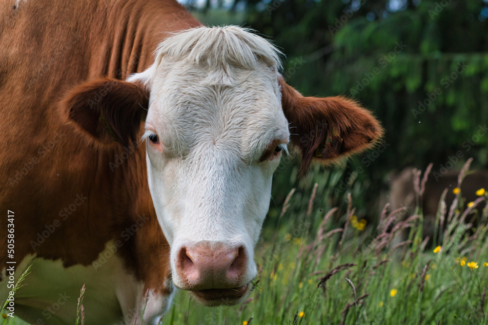 Portrait of a cow with lush green background in Germany Portrait of a cow with lush green background in Germany