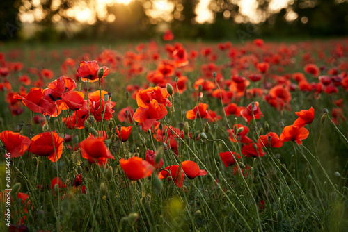 Camera moves between the flowers of red poppies. Poppy as a remembrance symbol and commemoration of the victims of World War. Flying over a flowering opium field on sunset. Camera moves to the right. photo