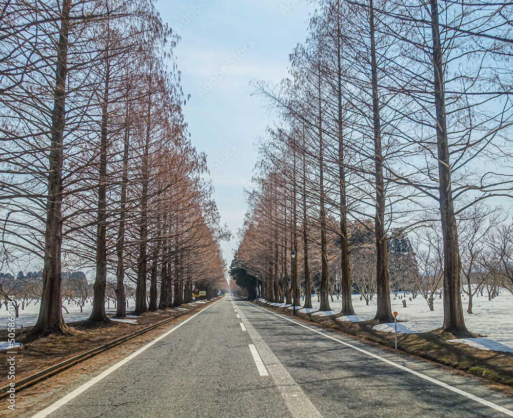 雪の残る春のメタセコイア並木 滋賀県高島市マキノ高原 Stock 写真 Adobe Stock