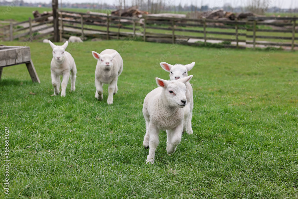 Cute lambs on green field. Farm animal Cute lambs on green field. Farm animal
