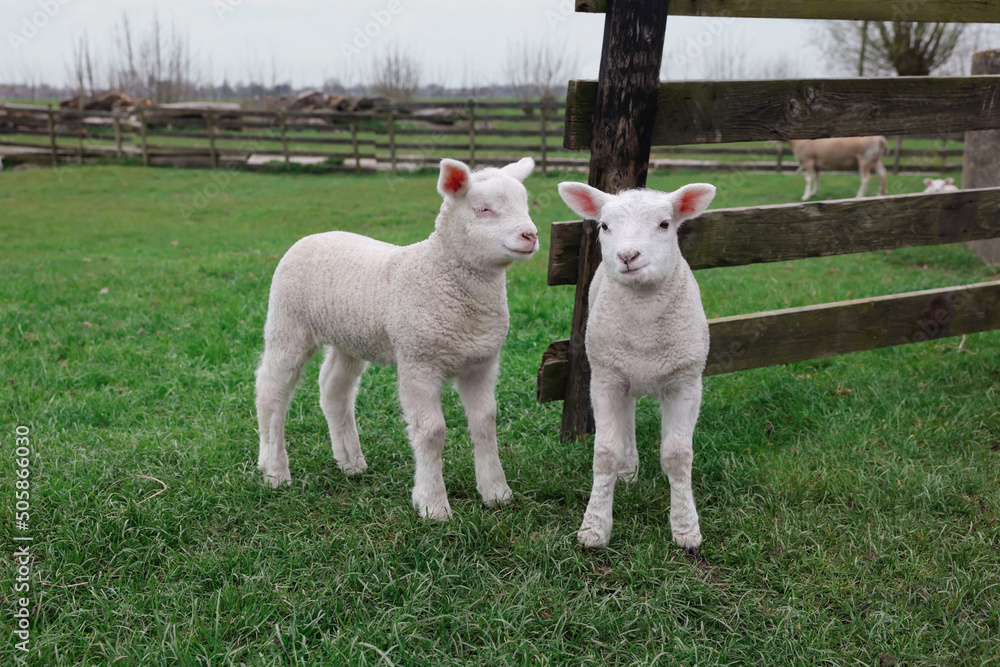 Obraz premium Cute lambs near wooden fence on green field