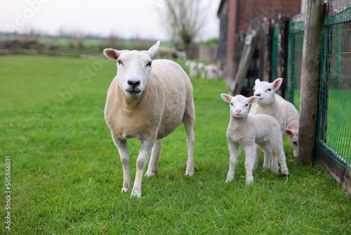 Beautiful sheep with cute lambs near fence in farmyard
