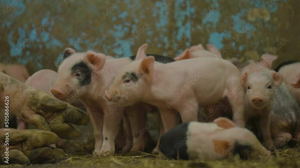 Cute little piglets observing surroundings in pig pen - close up. Livestock farming . Cute little piglets observing surroundings in pig pen - close up. Livestock farming .