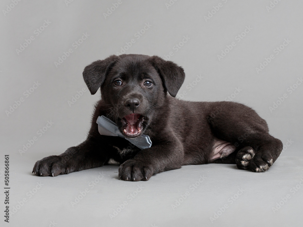 small black dogs small black dogs