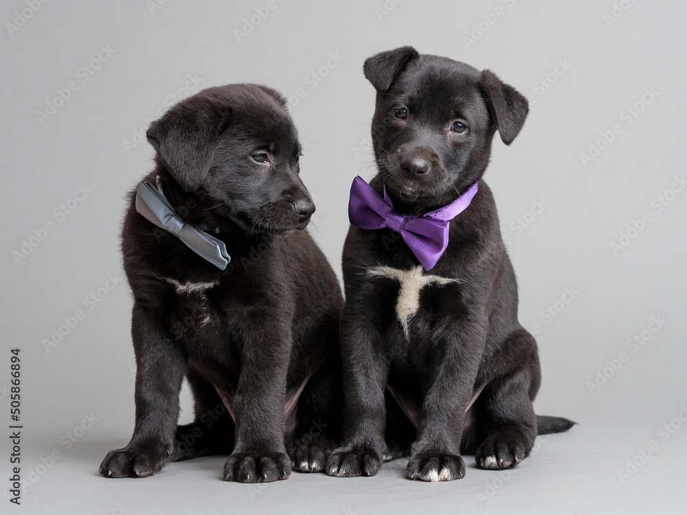 small black dogs small black dogs