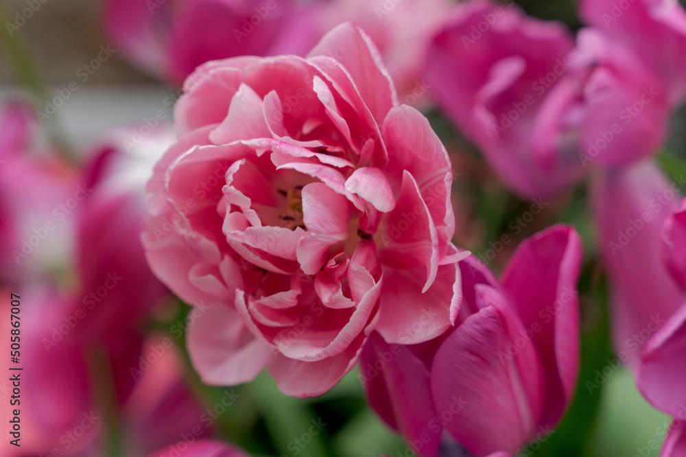 Naklejka premium Piękne różowe tulipany pełne, zbliżenie.