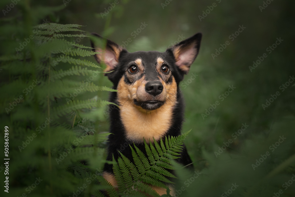 Ταπετσαρία Mongrel dog cute happy portrait