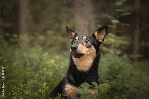 Mongrel dog cute happy portrait