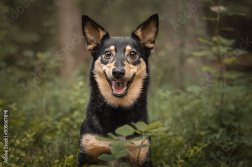 Mongrel dog cute happy portrait