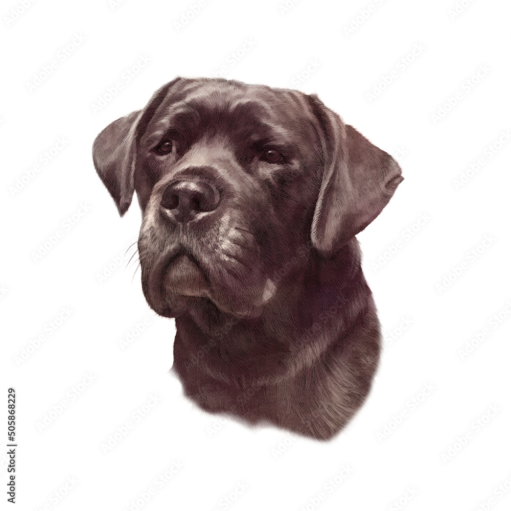Illustration of the Cane Corso Dog isolated on white background. Italian Mastiff, a large breed. Watercolor Animal collection: Dogs. Hand Painted Illustration of Pet. Design template. Good for T-shirt