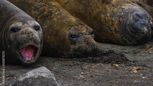 Southern Elephant Seals resting in a beach in Antarctica (Drake Passage,) at King George Island (South Shetlands Islands, Antarctica) photo