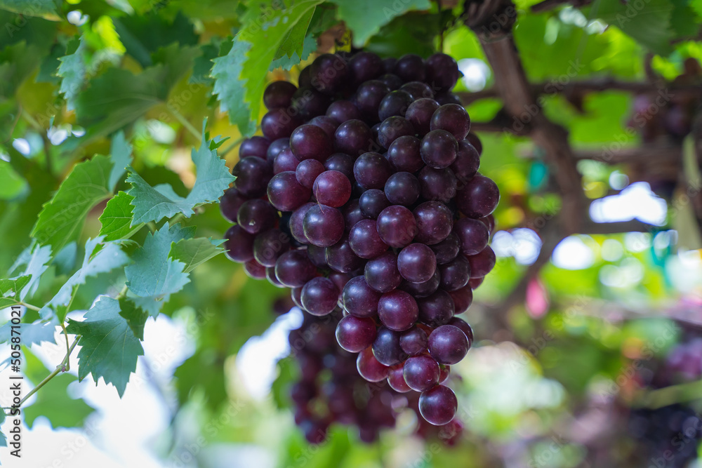 Ripe Maroon Grapes fruit with leaves a bunch in the vineyard. Seedless Grapes taste sweet growing natural delicious is good for health.