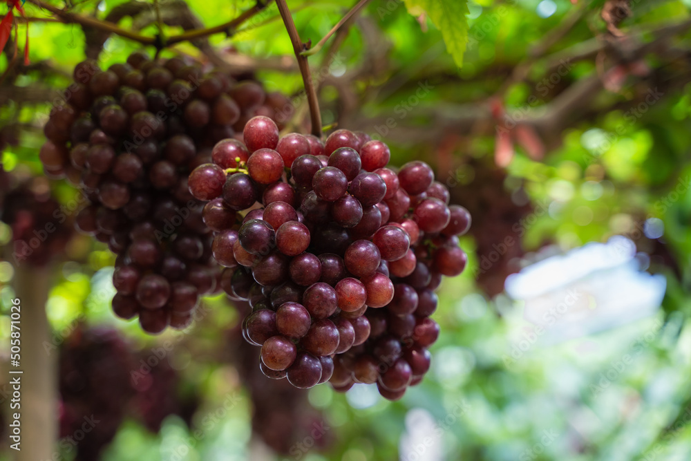 Ripe Maroon Grapes fruit with leaves a bunch in the vineyard. Seedless Grapes taste sweet growing natural delicious is good for health. Ripe Maroon Grapes fruit with leaves a bunch in the vineyard. Seedless Grapes taste sweet growing natural delicious is good for health.