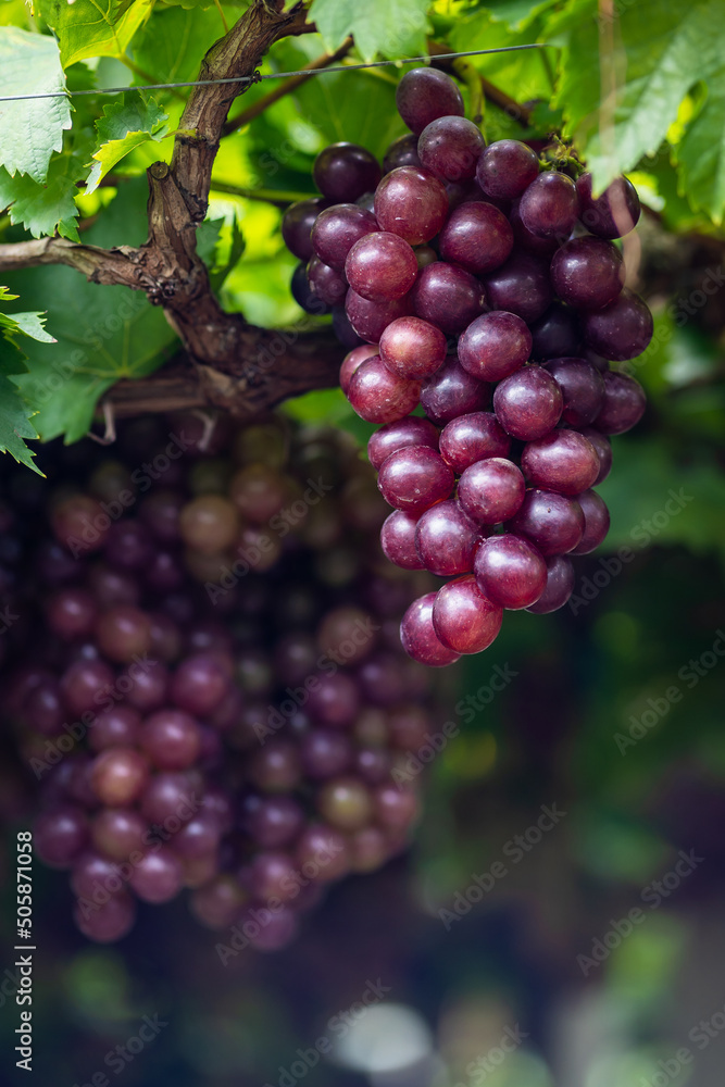 Ripe Maroon Grapes fruit with leaves a bunch in the vineyard. Seedless Grapes taste sweet growing natural delicious is good for health.