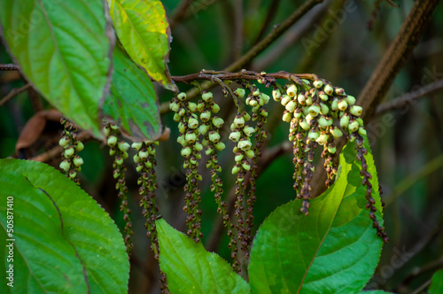 Sydney Australia, suspended flower strings of a stachyurus praecox or spiketail is native to Japan photo