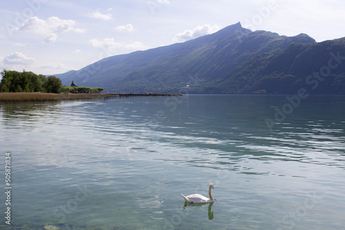 Water mountain lake Bourget panoramic view with single swan bird and Dent du Chat mont photo