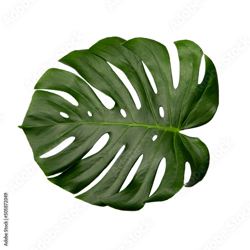 monstera leaf isolated on white background