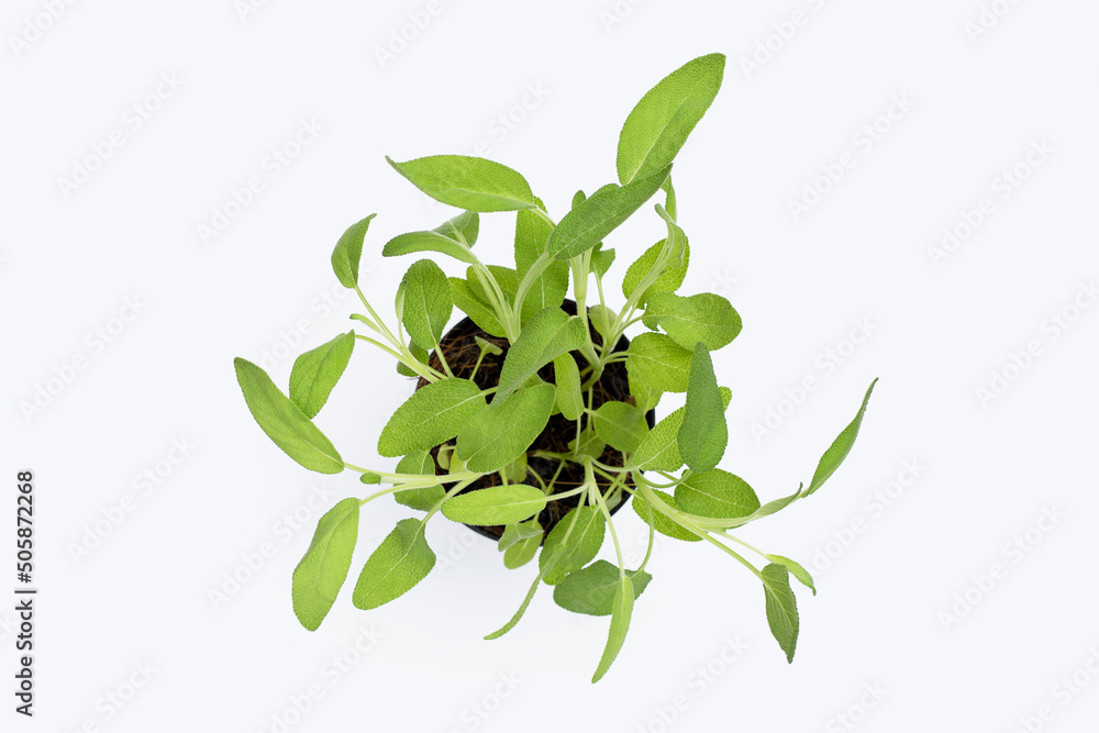 Sage plant on white background. Top view Sage plant on white background. Top view