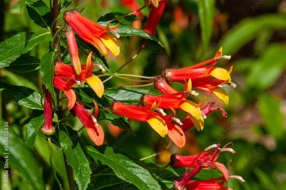Φωτογραφία Sydney Australia, lobelia laxiflora  a perennial with  colourful tubular flowers
