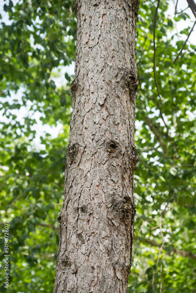 .Closeup of pine tree trunk in a public garden .Closeup of pine tree trunk in a public garden