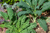 Sydney Australia, brassica oleracea or kale mix in vegetable garden