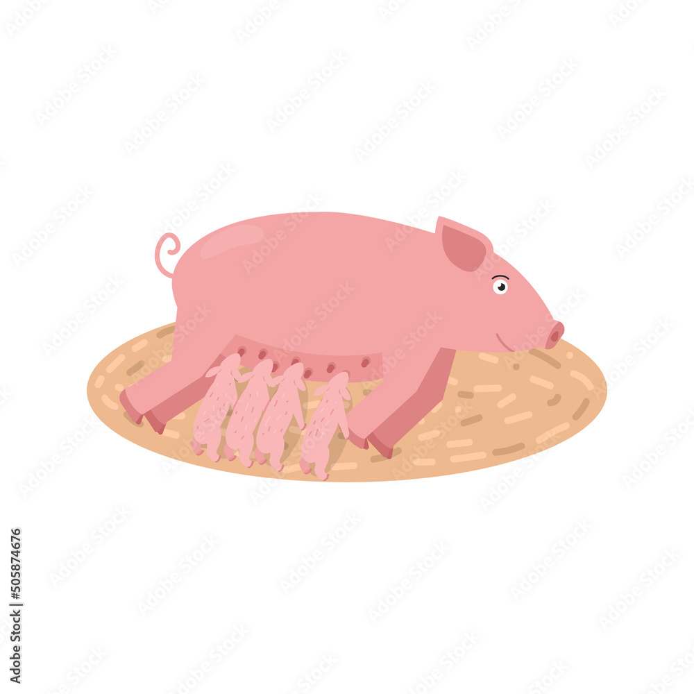 Vector illustration of a pig feeding piglets isolated on a white background. Vector illustration of a pig feeding piglets isolated on a white background.
