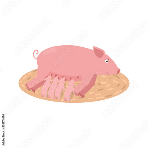 Vector illustration of a pig feeding piglets isolated on a white background.