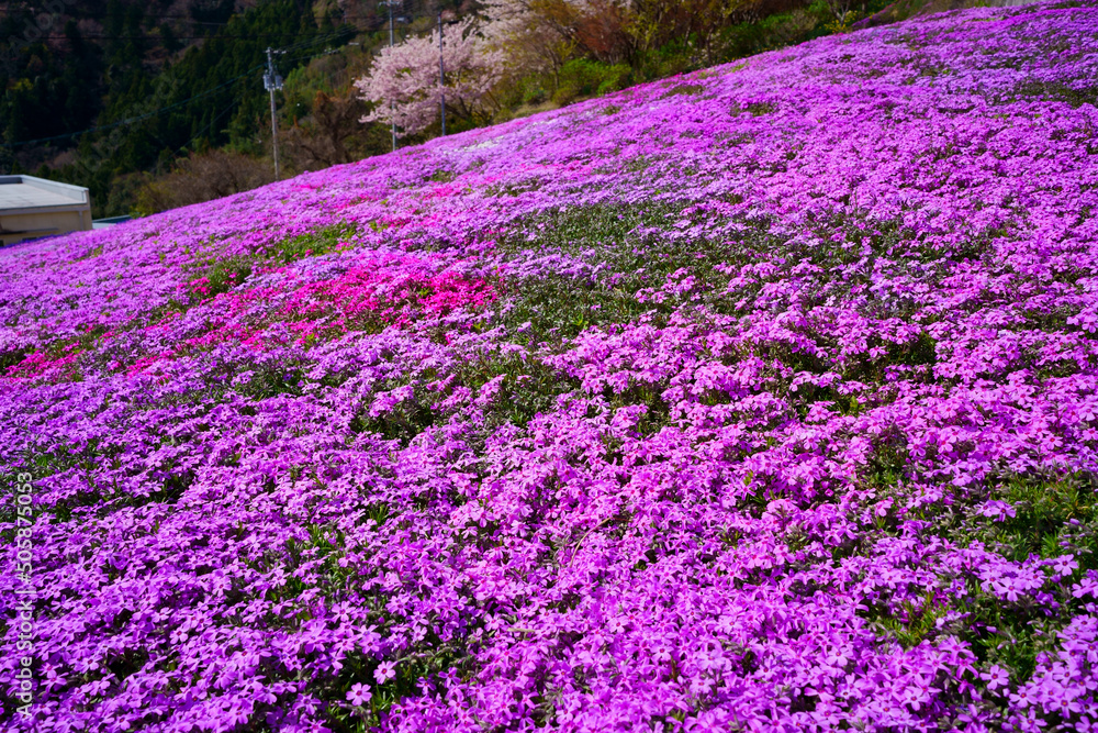 Obraz premium 桜と芝桜 広棚花の里(徳島県美馬市)
