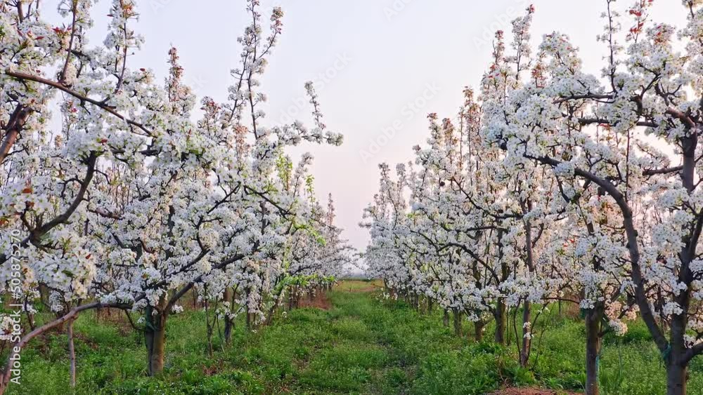 White pear flowers bloom in the spring garden. Beautiful pear blossoms natural landscape in the orchard at sunset. 4K real time footage. White pear flowers bloom in the spring garden. Beautiful pear blossoms natural landscape in the orchard at sunset. 4K real time footage.