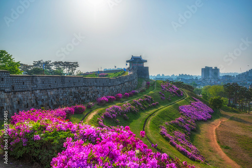 Hwaseong Fortress at suwon city,South Korea.In the beautiful sky.And beautiful flowers.South Korea photo