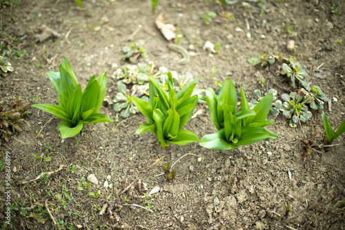 Seedlings in garden in spring. Green sprouts in garden.