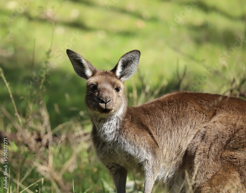 Cute wild young kangaroo close-up, animal portrait, Australian wildlife