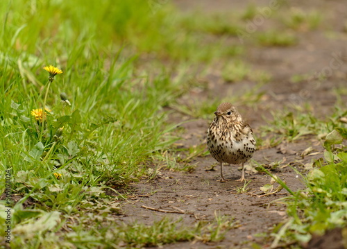 Wallpaper Mural The song thrush (Turdus philomelos) is a thrush that breeds across the West Palearctic. Torontodigital.ca
