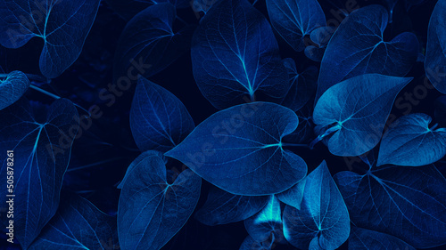 closeup of blue leaf background