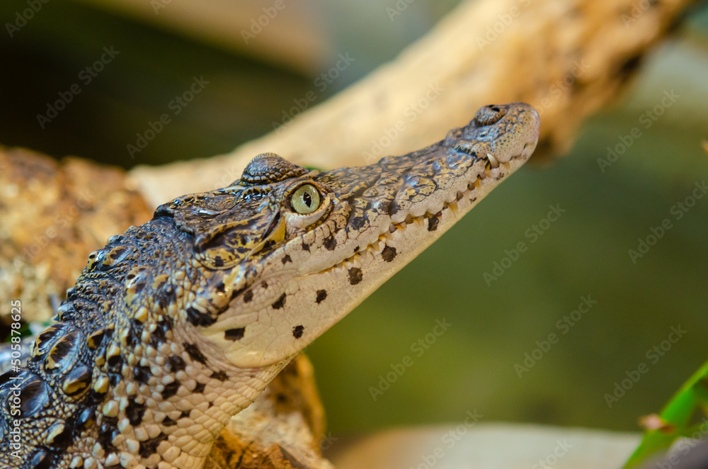 Fototapeta premium Cuban crocodile in it's habitat