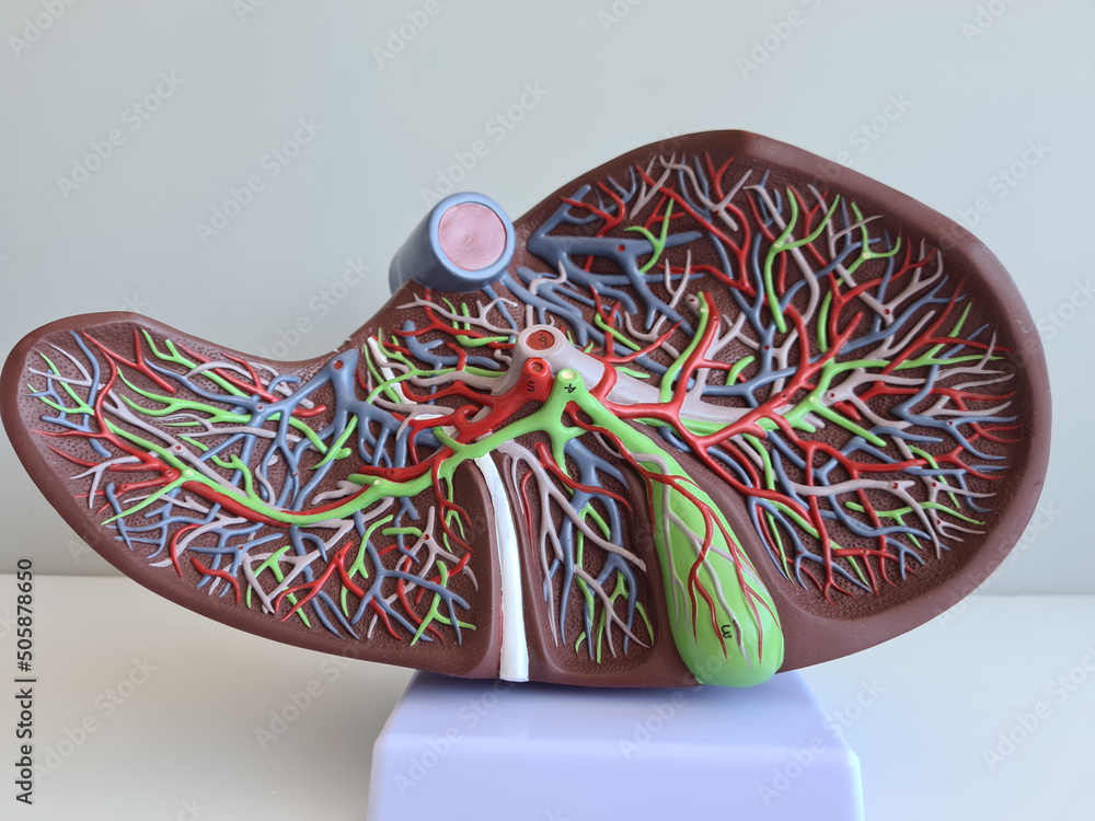 Human anatomy liver model. Structure and function of liver and disease