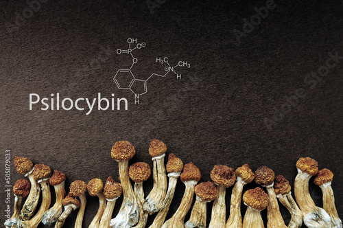 Dried psilocybe cubensis on black backfround with Psilocybin formula, flat lay. Magic shrooms Golden Teacher, spiritual experience. Emerging from the shadows in society.