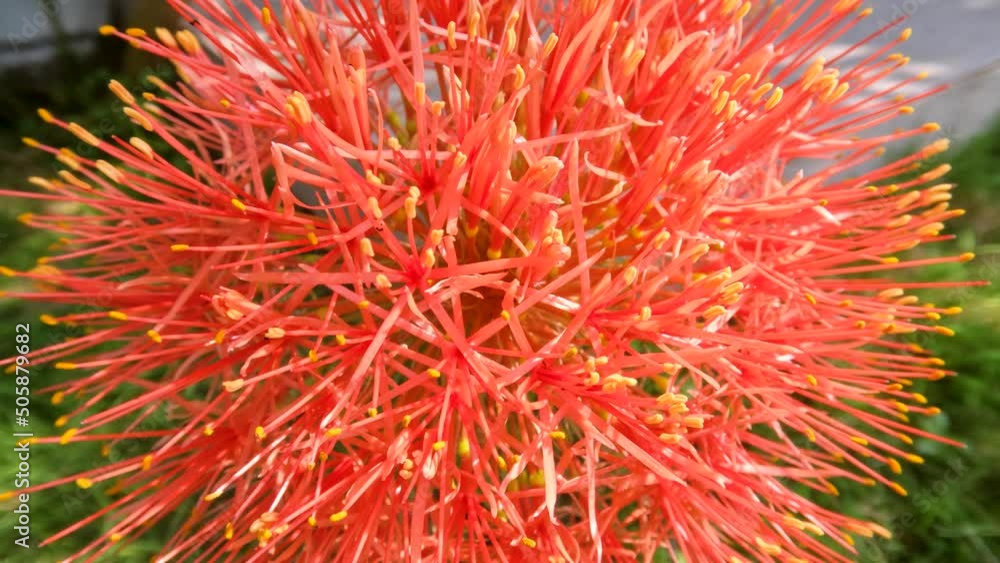 Flowering scadoxus plant, has a red ball-like shape, weak green stems