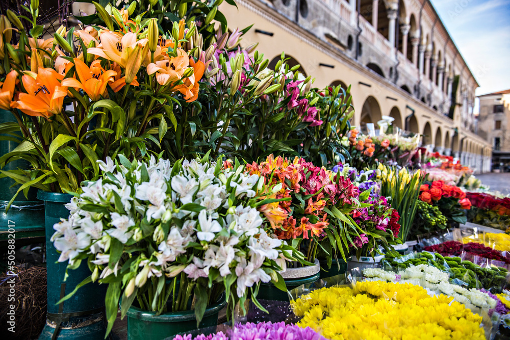 Colorful flower market at the center of historical town Padua (Padova) near Palace of Ragione building, Italy