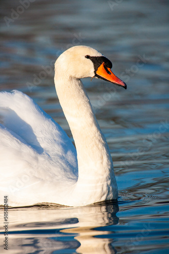 Close up of a Mute Swan swimming past to chase off rival swans