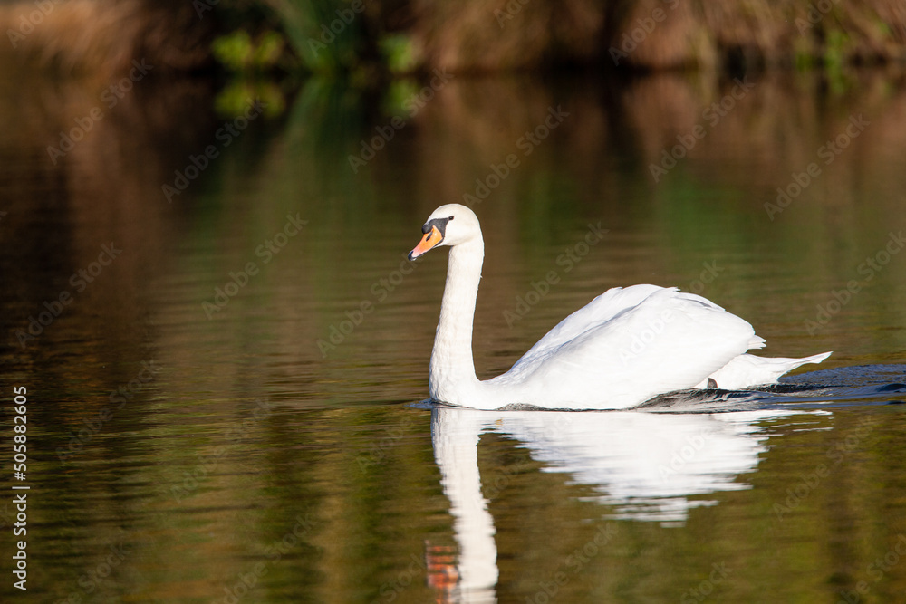 Close up of a Mute Swan swimming past to chase off rival swans Close up of a Mute Swan swimming past to chase off rival swans