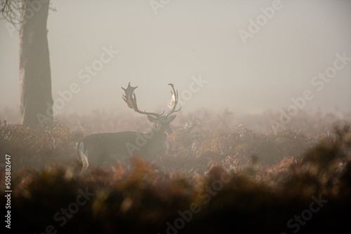 Silhouetted Fallow Deer stag during the annual deer rut in London's Parks © wayne
