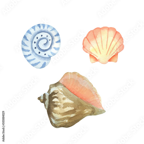 Set of seashells isolated on white. Watercolor illustration.