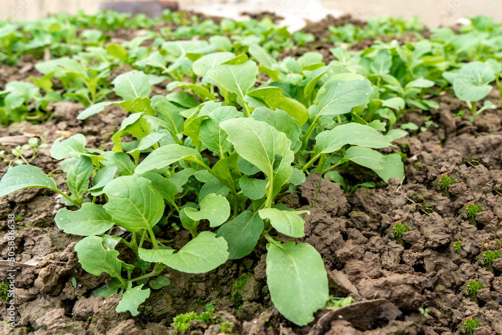 Leafy greens grown on farmland Leafy greens grown on farmland