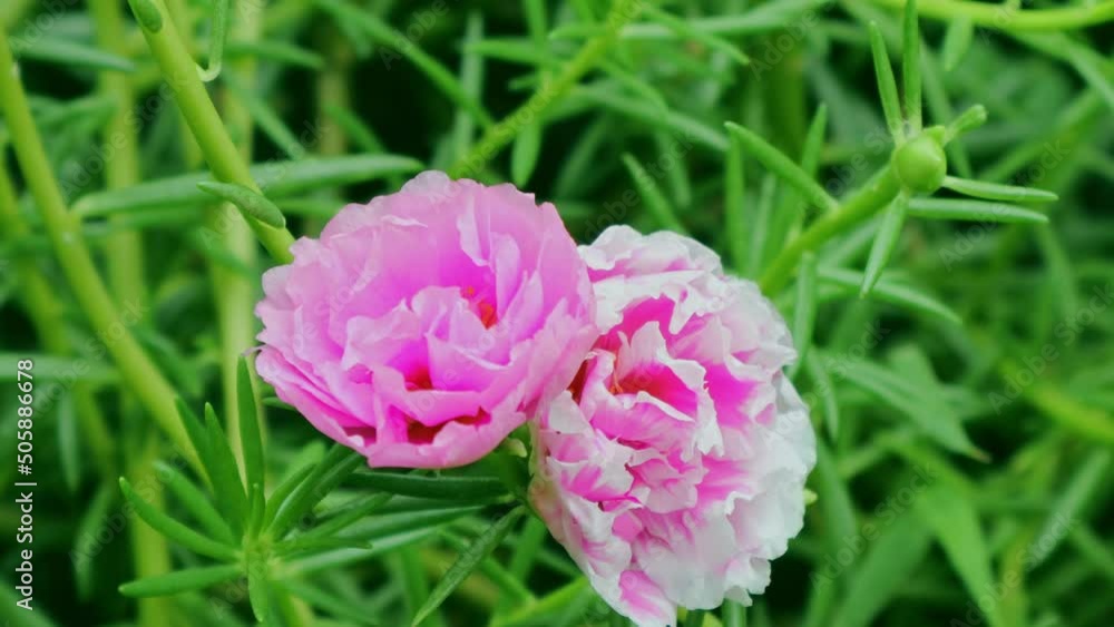 Time lapse , Pink flower of Portulaca grandiflora blooming with get sunlight in morning Time lapse , Pink flower of Portulaca grandiflora blooming with get sunlight in morning
