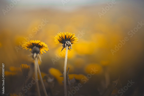 Beautiful yellow dandelion wildflowers grow in a field on a summer day. Weeds. Nature in summer.