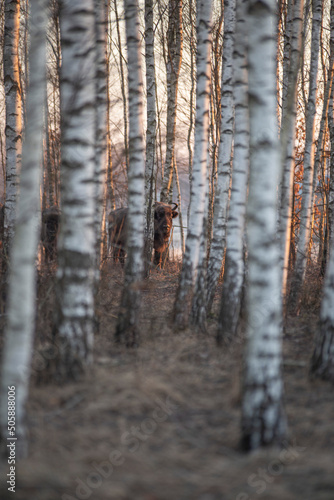 Polish wisents in their natural environment

