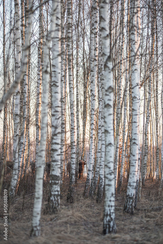 Polish wisents in their natural environment
