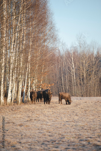 Polish wisents in their natural environment
